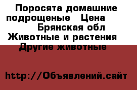 Поросята домашние подрощеные › Цена ­ 4 000 - Брянская обл. Животные и растения » Другие животные   